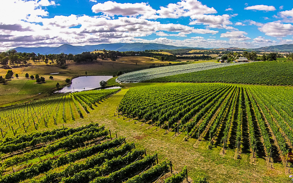 Giant Steps | Great Little Vineyards